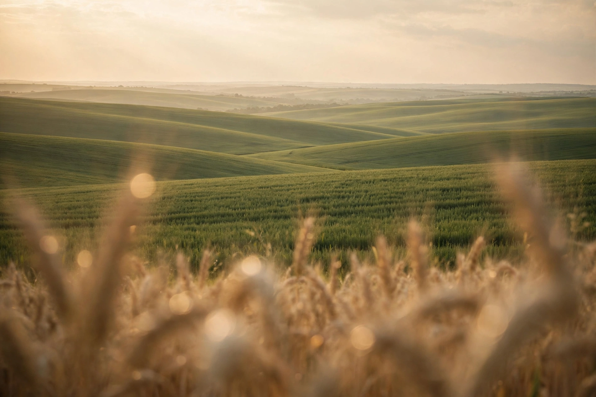 Golden wheat ears in soft focus before rolling green fields under a warm cream sky at late afternoon