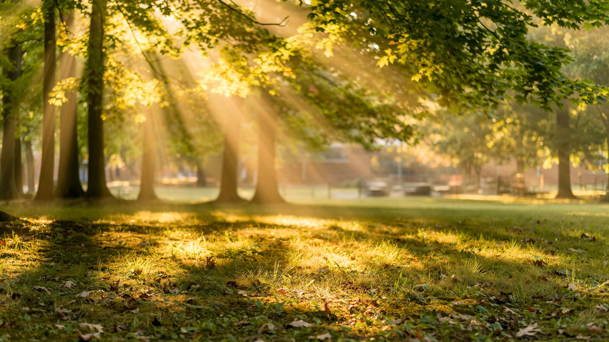 Bright sunlight streaming through tall trees onto a grassy schoolyard, with long shadows stretching across the green ground